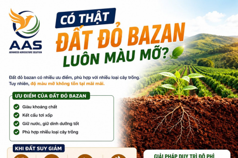 CÓ THẬT ĐẤT ĐỎ BAZAN LUÔN MÀU MỠ?