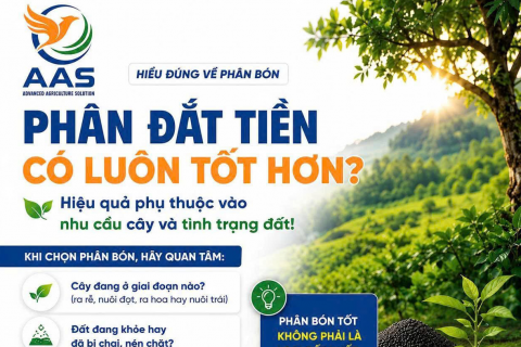 PHÂN ĐẮT TIỀN CÓ LUÔN TỐT HƠN?